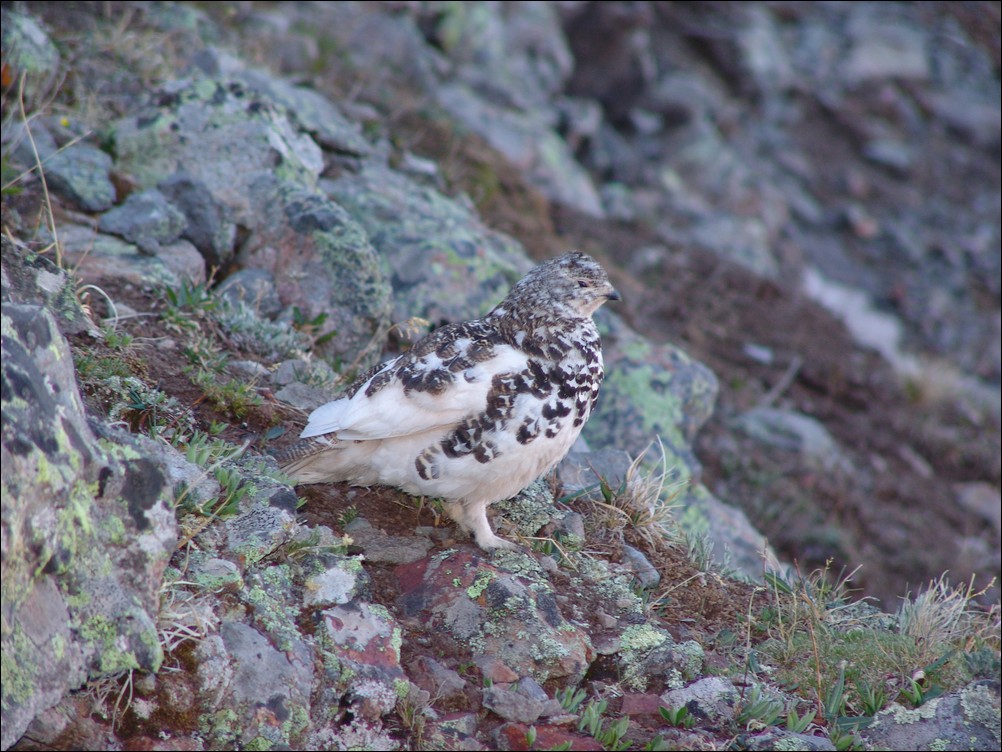 Ptarmigan